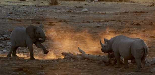 Foto - Fil ve gergedanın nefes kesen mücadelesi