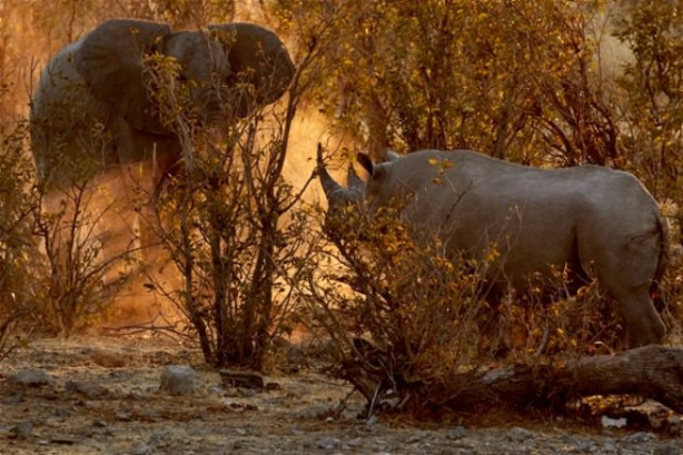 Foto - Fil ve gergedanın nefes kesen mücadelesi