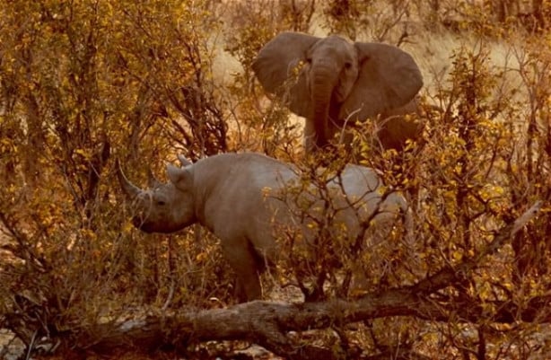 Foto - Fil ve gergedanın nefes kesen mücadelesi