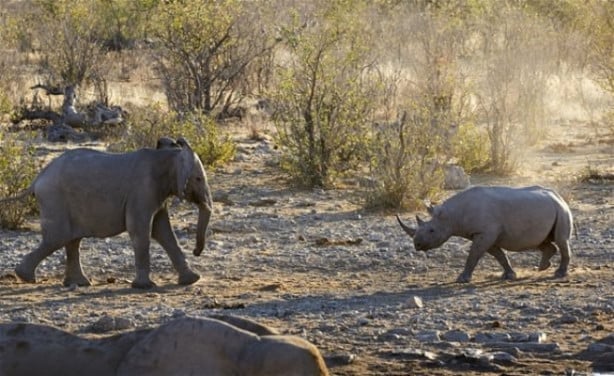 Foto - Fil ve gergedanın nefes kesen mücadelesi