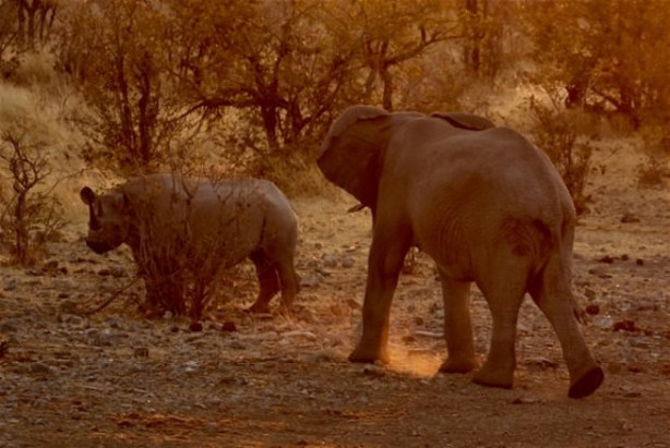 Foto - Fil ve gergedanın nefes kesen mücadelesi