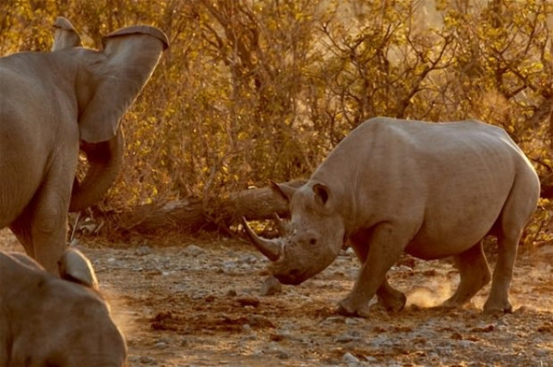Foto - Fil ve gergedanın nefes kesen mücadelesi