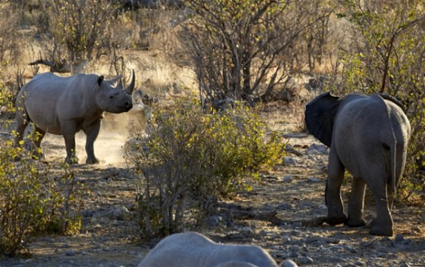 Foto - Fil ve gergedanın nefes kesen mücadelesi