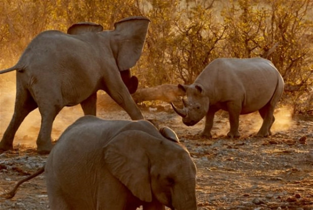 Foto - Fil ve gergedanın nefes kesen mücadelesi
