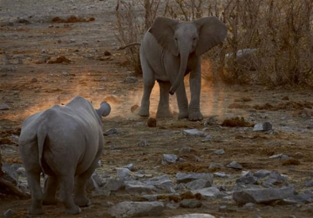 Foto - Fil ve gergedanın nefes kesen mücadelesi