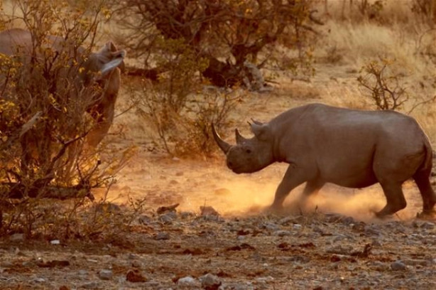 Foto - Fil ve gergedanın nefes kesen mücadelesi