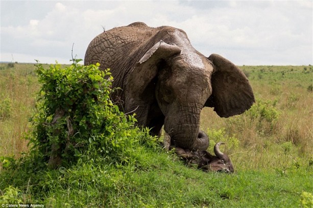 Foto - Filin gazabı!