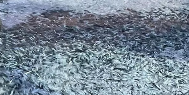 Foto - Filipinler'de hayrete düşüren olay! Milyonlarca balık kıyıya vurdu! Kötü haber: Uzmanlar değerlendirdi
