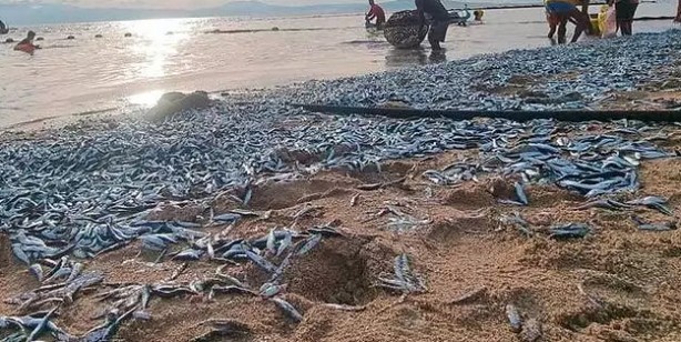 Filipinler'de hayrete düşüren olay! Milyonlarca balık kıyıya vurdu! Kötü haber: Uzmanlar değerlendirdi