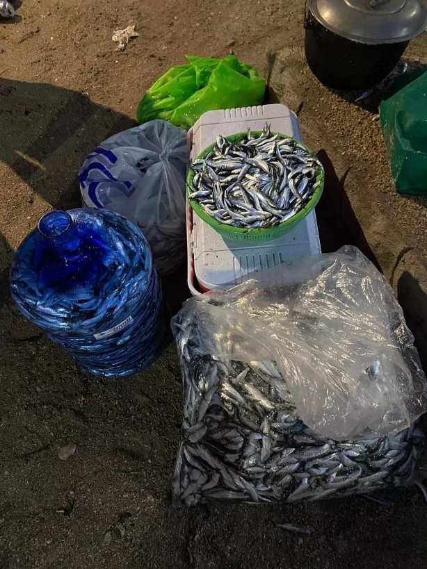 Foto - Filipinler'de hayrete düşüren olay! Milyonlarca balık kıyıya vurdu! Kötü haber: Uzmanlar değerlendirdi