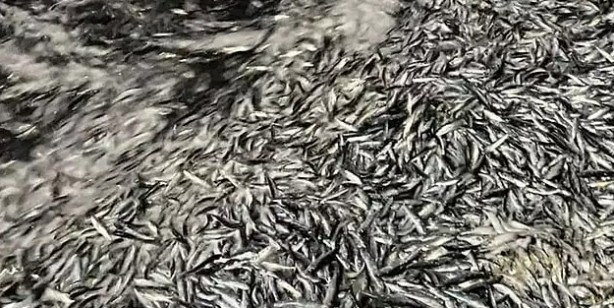 Foto - Filipinler'de hayrete düşüren olay! Milyonlarca balık kıyıya vurdu! Kötü haber: Uzmanlar değerlendirdi