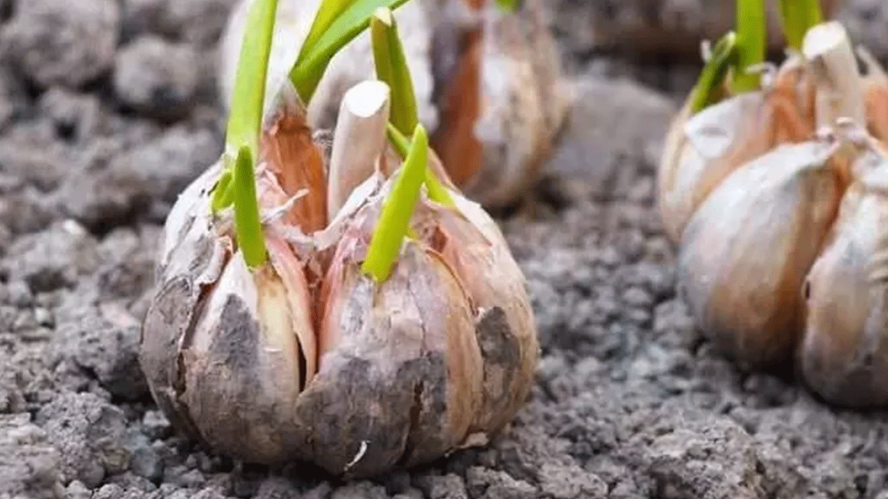 Foto - Filizlendikten sonra sakın çöpe atmayın! Faydası kat kat artıyor!