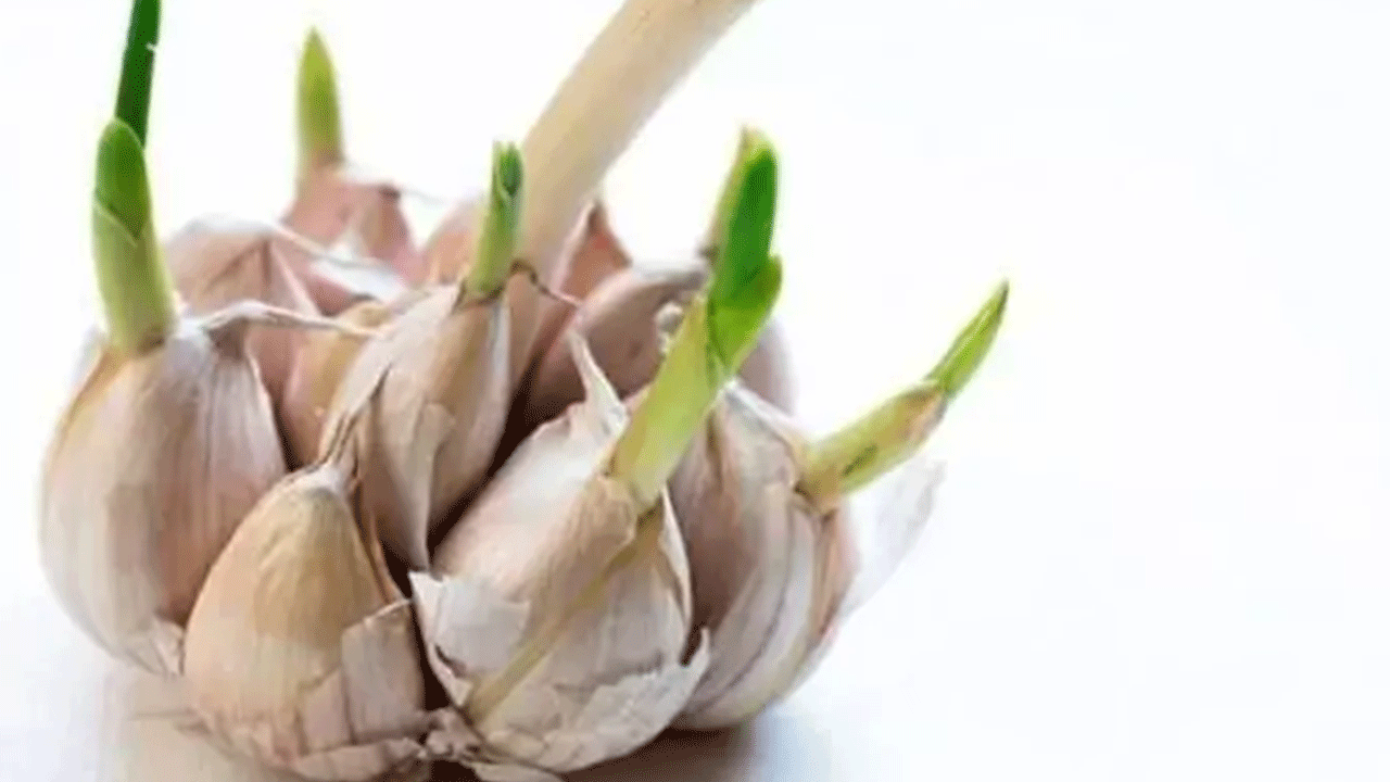 Foto - Filizlendikten sonra sakın çöpe atmayın! Faydası kat kat artıyor!