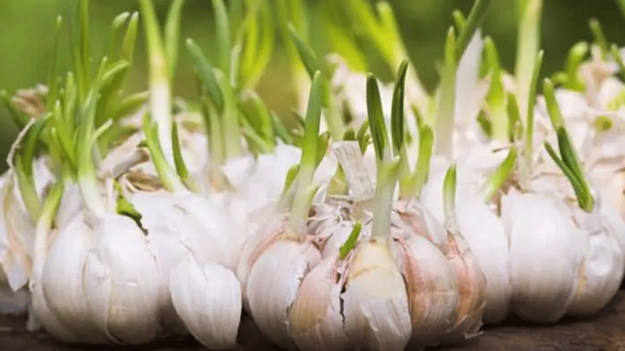 Foto - Filizlendikten sonra sakın çöpe atmayın! Faydası kat kat artıyor!
