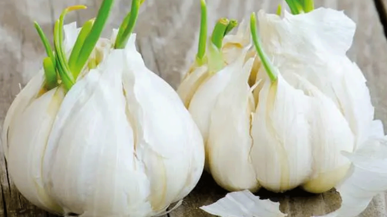 Foto - Filizlendikten sonra sakın çöpe atmayın! Faydası kat kat artıyor!