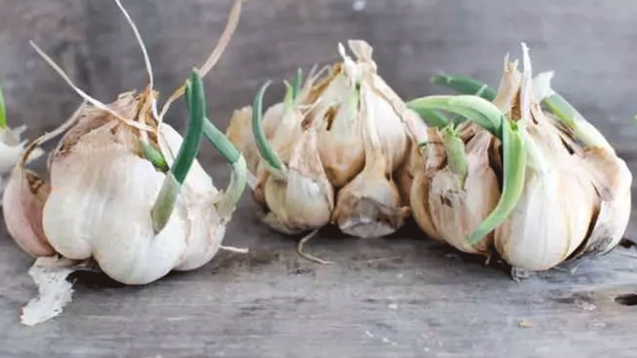 Foto - Filizlendikten sonra sakın çöpe atmayın! Faydası kat kat artıyor!
