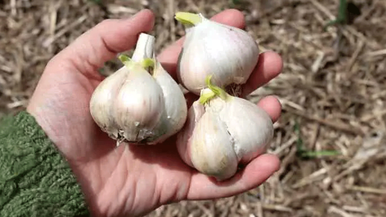 Foto - Filizlendikten sonra sakın çöpe atmayın! Faydası kat kat artıyor!