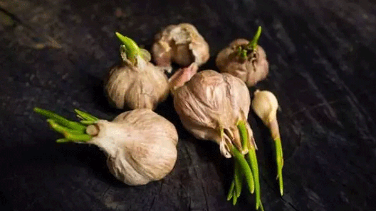 Foto - Filizlendikten sonra sakın çöpe atmayın! Faydası kat kat artıyor!