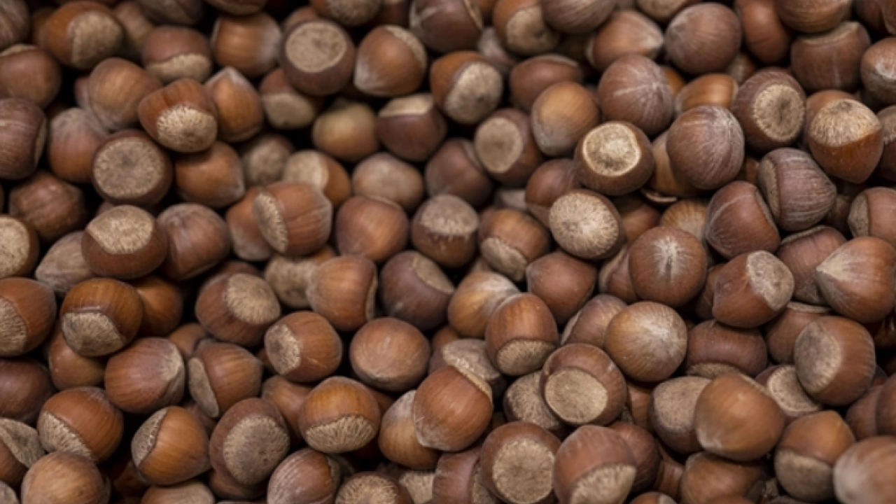Foto - Fındığın Faydaları Nelerdir? Fındık Nasıl Tüketilmelidir? Hangi hastalıklara derman oluyor…