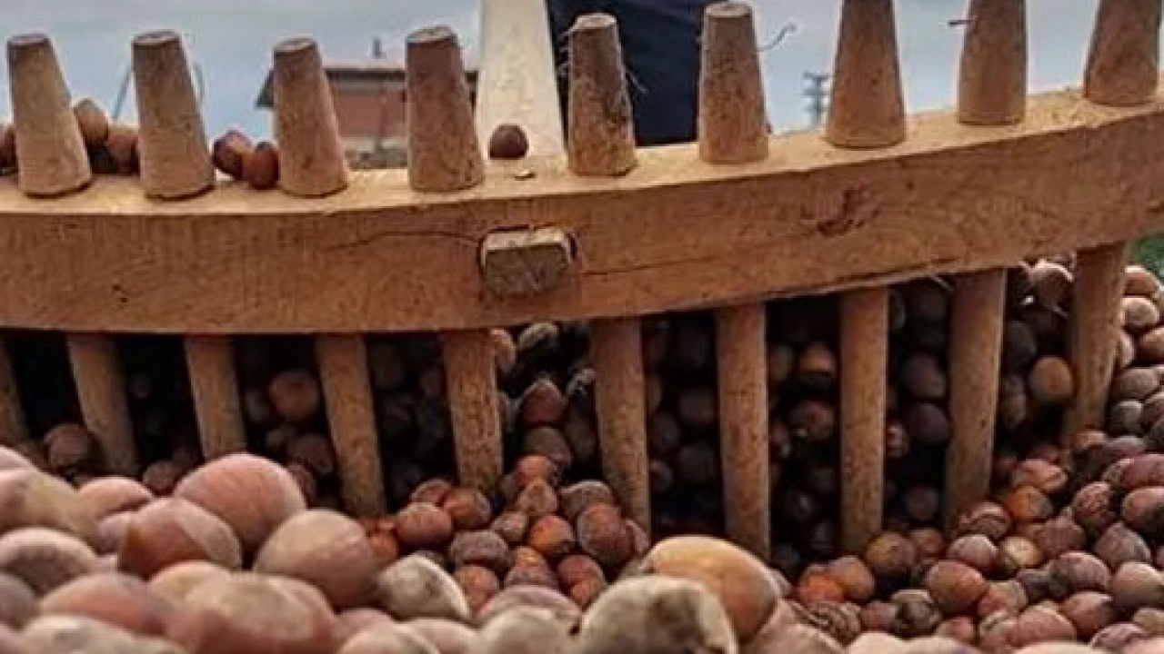 Foto - Fındığın Faydaları Nelerdir? Fındık Nasıl Tüketilmelidir? Hangi hastalıklara derman oluyor…