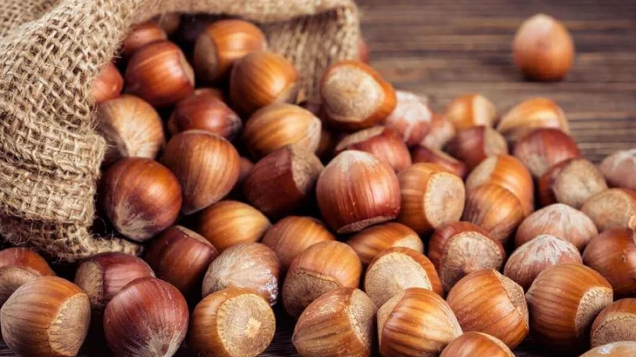 Foto - Fındığın Faydaları Nelerdir? Fındık Nasıl Tüketilmelidir? Hangi hastalıklara derman oluyor…