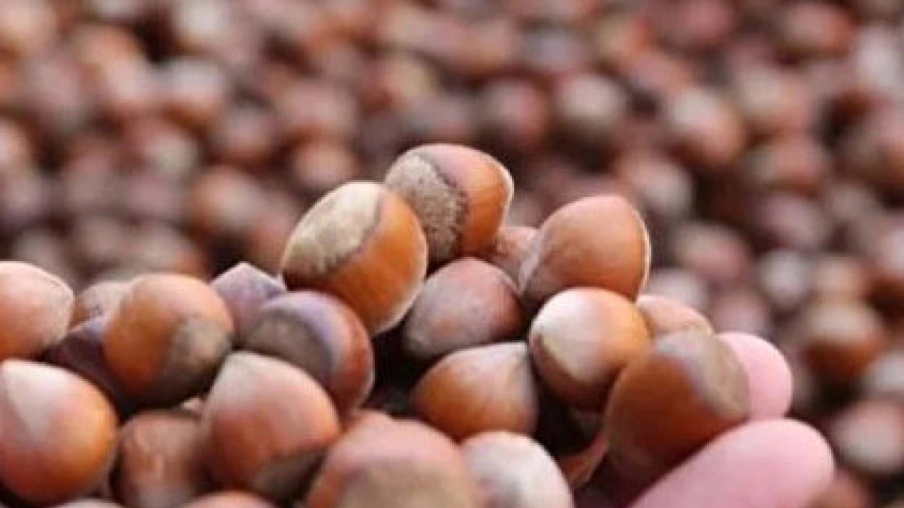 Foto - Fındığın Faydaları Nelerdir? Fındık Nasıl Tüketilmelidir? Hangi hastalıklara derman oluyor…