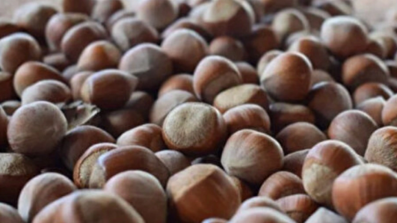 Foto - Fındığın Faydaları Nelerdir? Fındık Nasıl Tüketilmelidir? Hangi hastalıklara derman oluyor…