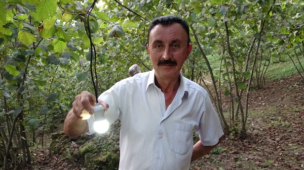 Foto - Fındık bahçesine domuzlar dadanınca... İşte Karadeniz usulü çözüm