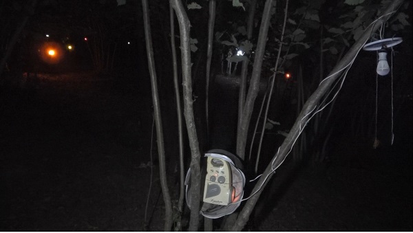 Foto - Fındık bahçesine domuzlar dadanınca... İşte Karadeniz usulü çözüm