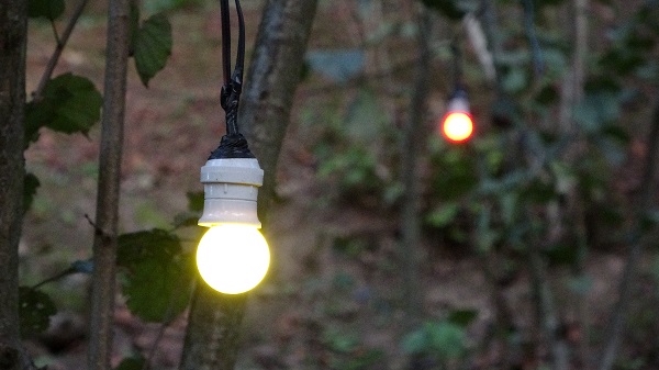 Foto - Fındık bahçesine domuzlar dadanınca... İşte Karadeniz usulü çözüm