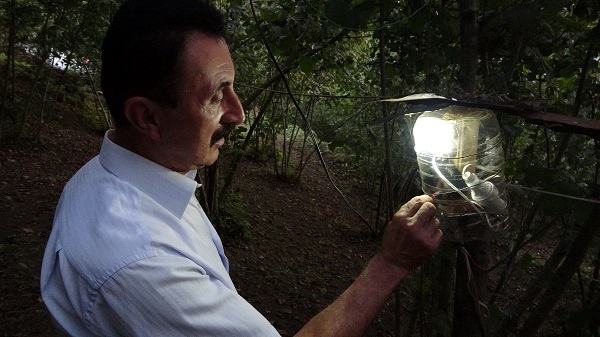 Foto - Fındık bahçesine domuzlar dadanınca... İşte Karadeniz usulü çözüm