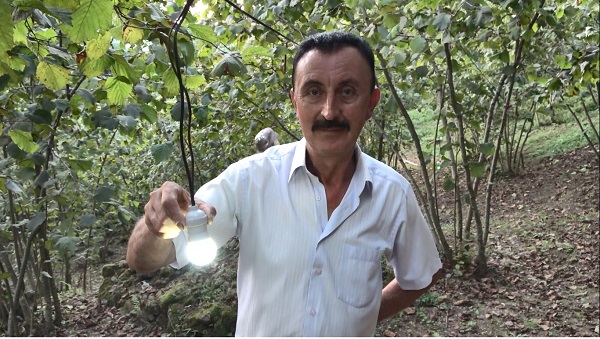 Foto - Fındık bahçesine domuzlar dadanınca... İşte Karadeniz usulü çözüm