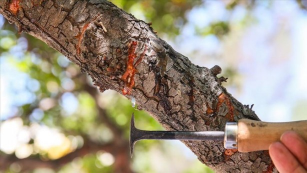 Foto - Fındık, çay ve zeytine rakip geldi! O ilimizdekiler o ürün için adeta bayram ediyor! Köşeyi dönecekler