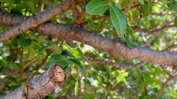 Foto - Fındık, çay ve zeytine rakip geldi! O ilimizdekiler o ürün için adeta bayram ediyor! Köşeyi dönecekler