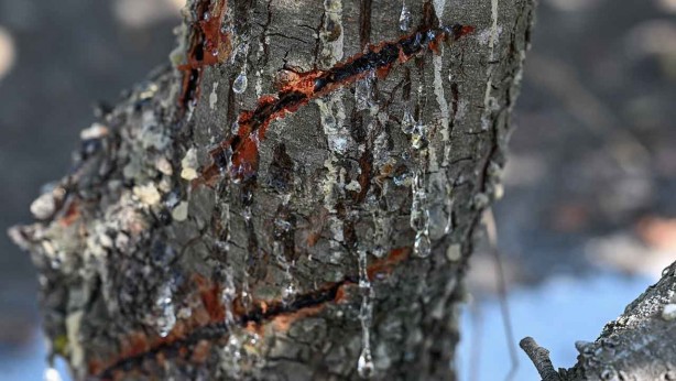 Foto - Fındık, çay ve zeytine rakip geldi! O ilimizdekiler o ürün için adeta bayram ediyor! Köşeyi dönecekler