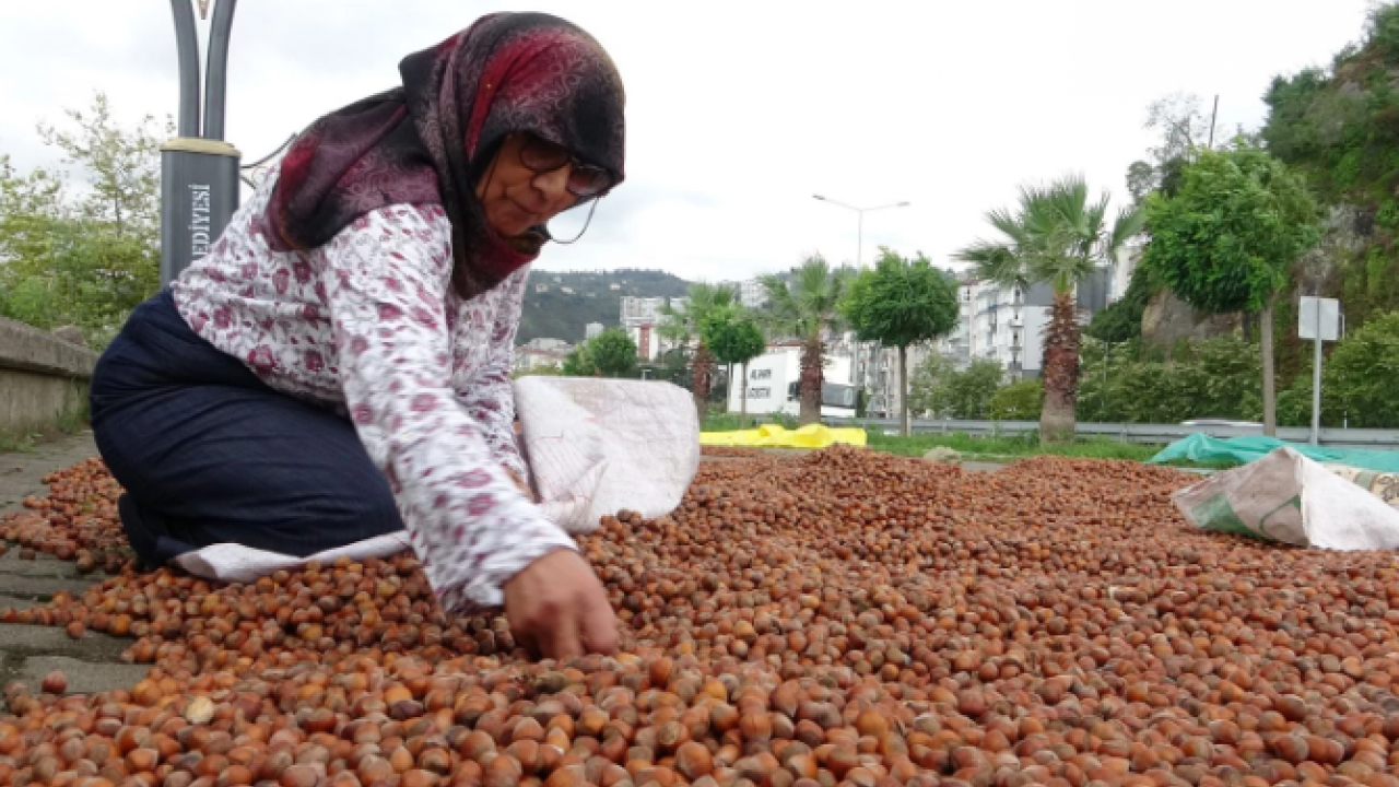 Fındık fiyatlarında büyük düşüş