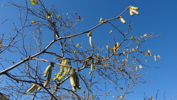 Foto - Fındık fiyatlarını uçuracak gelişme! Kötü haber geldi