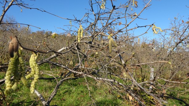 Foto - Fındık fiyatlarını uçuracak gelişme! Kötü haber geldi