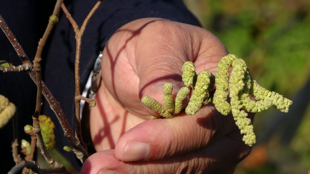 Foto - Fındık fiyatlarını uçuracak gelişme! Kötü haber geldi