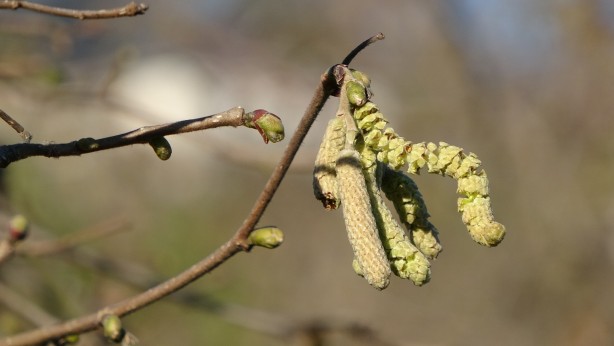 Foto - Fındık fiyatlarını uçuracak gelişme! Kötü haber geldi