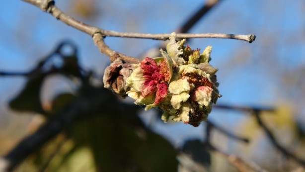 Foto - Fındık fiyatlarını uçuracak gelişme! Kötü haber geldi