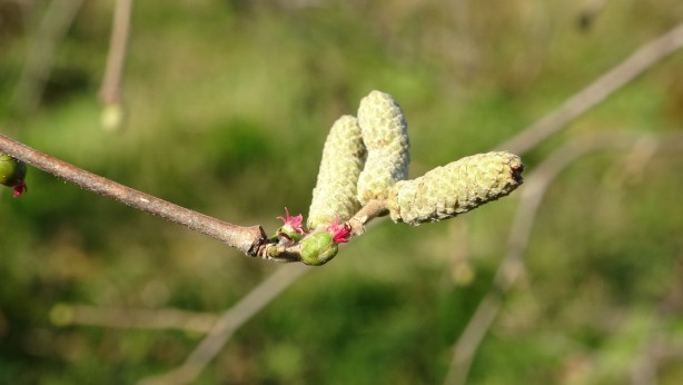 Foto - Fındık fiyatlarını uçuracak gelişme! Kötü haber geldi