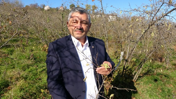 Foto - Fındık fiyatlarını uçuracak gelişme! Kötü haber geldi
