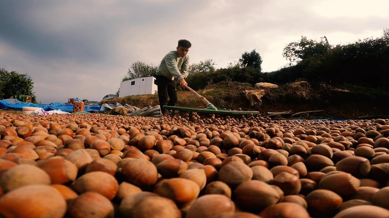 Foto - Fındık hasadı için bahçeye inen çiftçiler, resmen şoke oldu: "Zekat" ayrıntısına aman dikkat