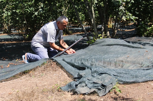 Foto - Fındık hasadında yeni yöntem yaygınlaşıyor