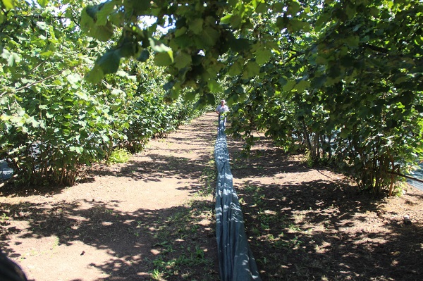 Foto - Fındık hasadında yeni yöntem yaygınlaşıyor