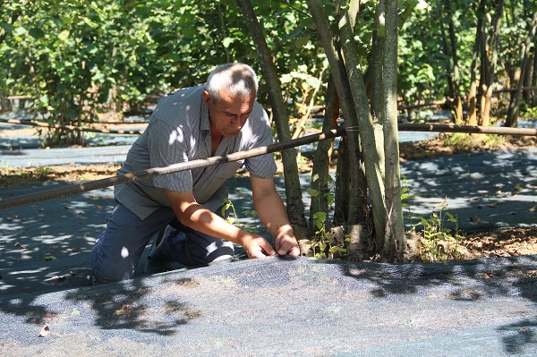 Foto - Fındık hasadında yeni yöntem yaygınlaşıyor