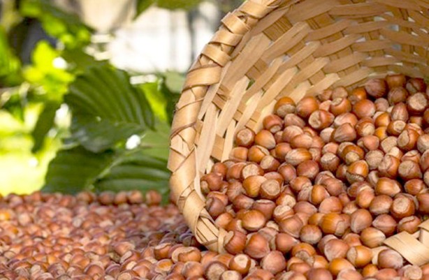 Fındık kabuğu şifa saçıyor! Kenser ilaçlarının ham maddesini barındırıyor