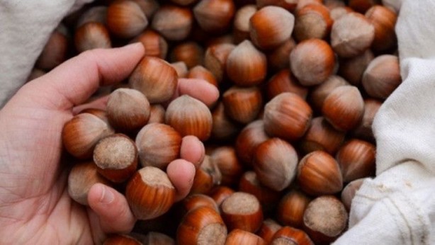 Foto - Fındık kabuğu şifa saçıyor! Kenser ilaçlarının ham maddesini barındırıyor
