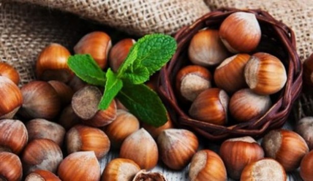 Foto - Fındık kabuğu şifa saçıyor! Kenser ilaçlarının ham maddesini barındırıyor